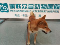 -美联众合爱康动物医院•复杂内科•肿瘤科•牙科•腔镜诊疗中心
