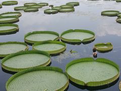 -荷塘月色湿地公园·向阳花洲