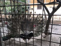 -拉古南动物园