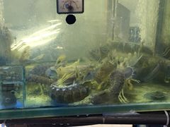 -凤城礼记鱼翅海鲜酒家(新马路总店)