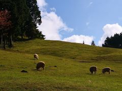 -神户市立六甲山牧场