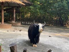 -深圳野生动物园