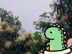-阳台山森林公园