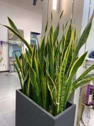 -FUTURE HN男士发型风格设计