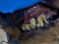 -读宠于你·约克夏比熊·睫角守宫·爬宠售卖(高新店)