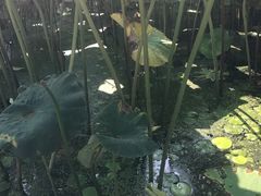 -白洋淀景区