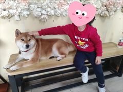 -柴犬高等学院·狗咖·柴犬售卖·宠物训练