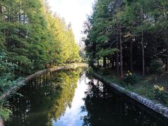 -上海滨江森林公园