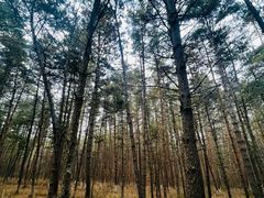 -帽儿山国家森林公园