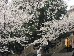 -武汉大学-樱园