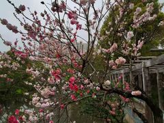 -南汇桃花村
