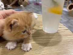 -楼上猫咖(罗湖店)