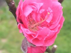 -南国桃园旅游度假区