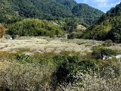 -广州市流溪河国家森林公园