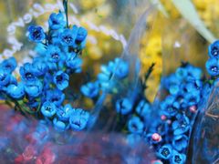 -越秀西湖花市(广州城市广场花卉店)