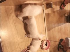-屋虎猫馆(宝安大仟里店)