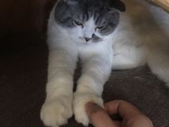 -猫猫幼稚园·撸猫·桌游·电玩