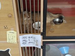 -御宝贝·A梦猫科宠物医院(国际猫友好医院)