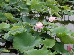 -荷塘月色湿地公园·向阳花洲