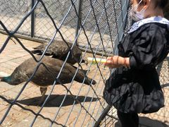 -长白岛森林公园