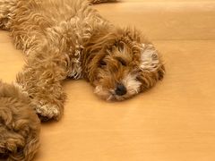 -帕帕拉兹宠物(亚洲旗舰店)