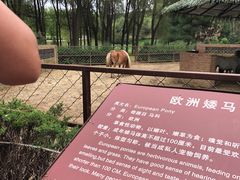-沈阳森林动物园