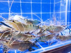 -星椰叻沙·椰浆鲜虾面(江南西店)