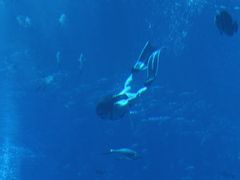 -亚特兰蒂斯•OSSIANO奥西亚诺海底餐厅