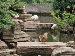 -东湖落雁景区