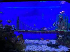 -太平洋海底世界