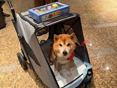 -上海佘山世茂艾美酒店