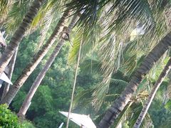 打椰子-三亚亚龙湾金棕榈度假酒店