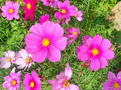 -天适樱花悠乐园