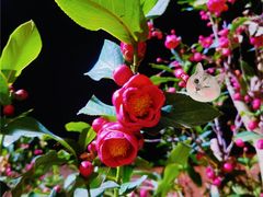 -八景休閒山莊  廣東十大名山莊