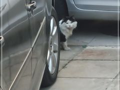 -北京大学燕东园