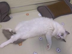 -菲丽丝宠物医院·24小时·猫科中心·免疫点(淮海分院)