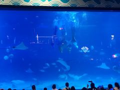 -烟台海昌鲸鲨海洋公园