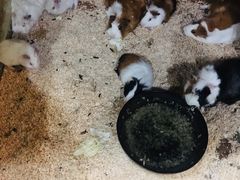 -上海大自然野生昆虫馆(东方明珠·爬宠昆虫探索中心)