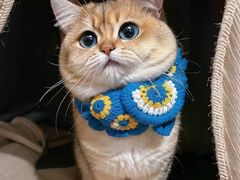 -Bastet sally猫舍购宠(静安店)