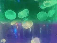 -苏州海洋馆