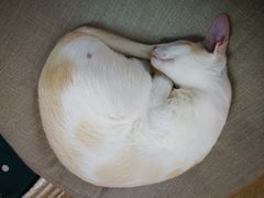 -猫和宫(六道口店)