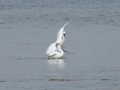 -北海金海湾红树林生态旅游区