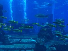 -迪拜水族馆及水下动物园