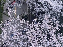 -武汉大学-樱园