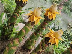 -南通洲际绿博园