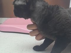 -宠颐生宠物医院·心肾内科·猫专科诊疗中心宠巢店
