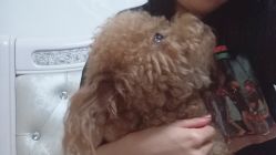 -时尚工厂·科学染发