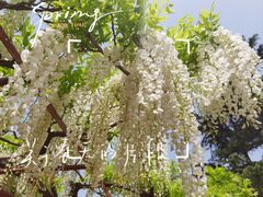 -嘉定紫藤园