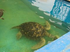 -北戴河圣蓝海洋公园