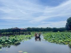 -荷塘月色湿地公园·向阳花洲